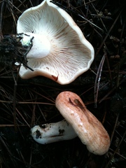 Lactarius chrysorrheus