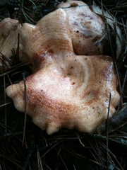 Lactarius chrysorrheus