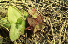 Pinguicula rosmarieae