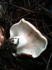 Lactarius chrysorrheus