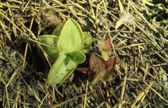 Pinguicula rosmarieae