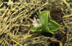 Pinguicula rosmarieae