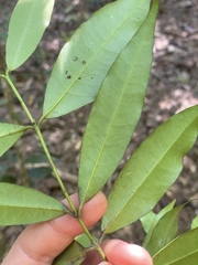 Melodinus