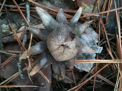 Astraeus koreanus
