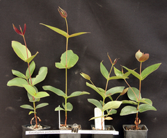 Eucalyptus acmenoides
