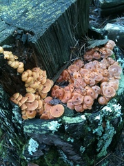 Xeromphalina campanella