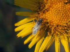 Nysius graminicola