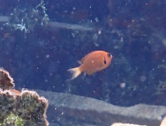 Pycnochromis pacifica