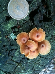 Xeromphalina campanella
