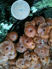 Xeromphalina campanella