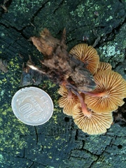 Xeromphalina campanella