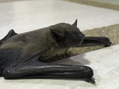 Scotophilus kuhlii