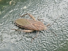 Physomerus grossipes