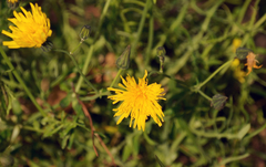 Sonchus tenerrimus
