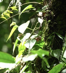 Tanaecia calliphorus