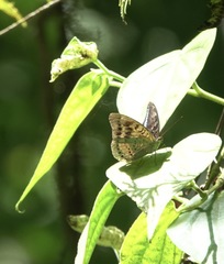Tanaecia calliphorus