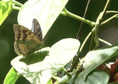 Tanaecia calliphorus