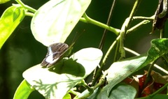 Tanaecia calliphorus