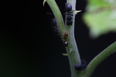 Cataulacus granulatus