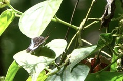 Tanaecia calliphorus