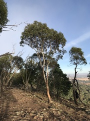 Eucalyptus dwyeri