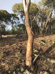 Eucalyptus dwyeri