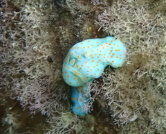 Lamprohaminoea cymbalum