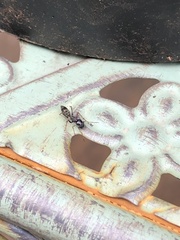 Myrmarachne inermichelis