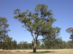 Eucalyptus microcarpa