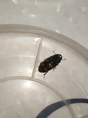 Glischrochilus japonius