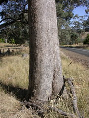 Eucalyptus microcarpa