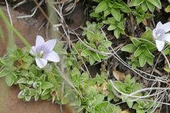 Craterocapsa tarsodes
