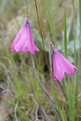 Dierama igneum