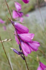 Dierama igneum
