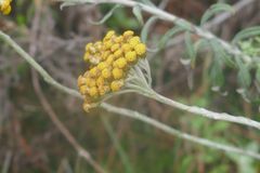 Helichrysum montis-cati