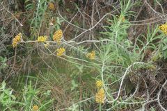 Helichrysum montis-cati
