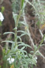 Helichrysum montis-cati