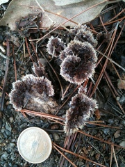 Thelephora terrestris