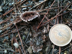 Thelephora terrestris