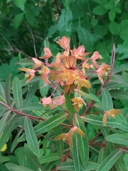 Euphorbia griffithii