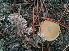 Thelephora terrestris