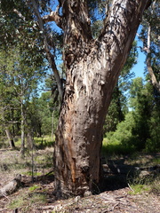 Eucalyptus chloroclada