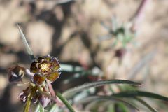 Ceropegia minima