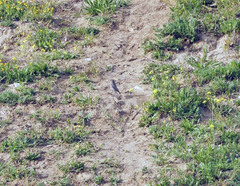 Phoenicurus ochruros