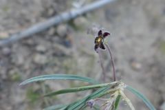 Ceropegia minima