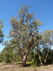 Eucalyptus chloroclada