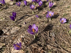 Crocus veluchensis