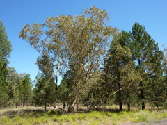 Eucalyptus chloroclada