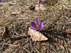 Crocus veluchensis