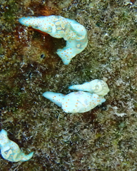 Lamprohaminoea cymbalum